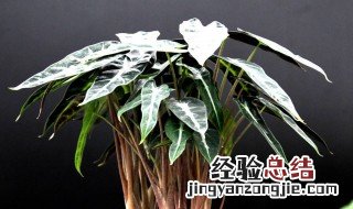 小仙女花的养殖方法图片 小仙女花的养殖方法