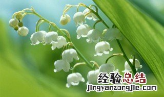 铃兰花怎么养几天就枯了 铃兰花怎么养