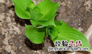 玉簪可以盆栽吗 玉簪可以地栽吗