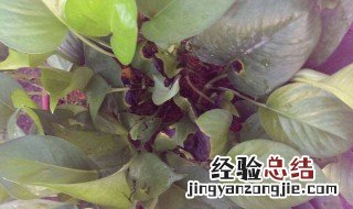绿萝叶子脏了怎么清理 绿萝叶子脏了怎么清理视频