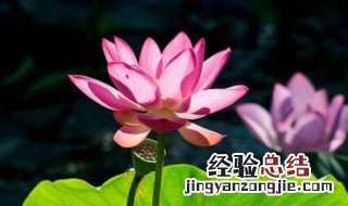 立夏和夏至代表什么