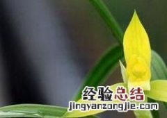 春兰的功效与作用 春兰的药用功效与用法