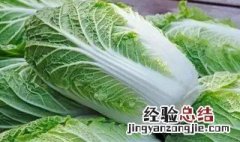 春天种什么菜长得快 春天种什么菜长得快又好吃