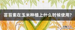 芸苔素在玉米上的使用 芸苔素在玉米种植上什么时候使用?
