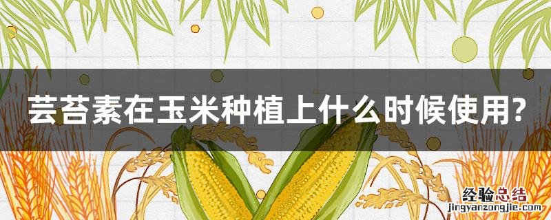 芸苔素在玉米上的使用 芸苔素在玉米种植上什么时候使用?