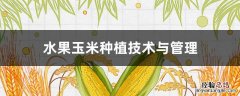 水果玉米种植技术与管理 水果玉米的种植与管理技术