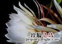 昙花不开花的原因有哪些 昙花不开花的原因