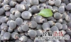 捻子果泡酒的功效与作用 捻果泡酒功效有哪些