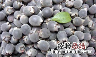 捻子果泡酒的功效与作用 捻果泡酒功效有哪些