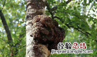 华树茸的功效与作用 华树茸的功效与作用是什么