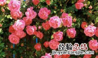 蔷薇花如何水培 蔷薇花水培方法和注意事项