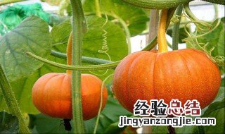 南瓜里面发芽了能吃吗 南瓜里面发芽了能吃吗视频