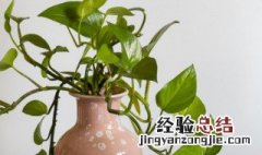 家里不能种绿萝吗 绿萝能种在家里吗