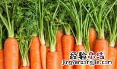 胡萝卜苗怎么做好吃? 胡萝卜苗怎么做好吃