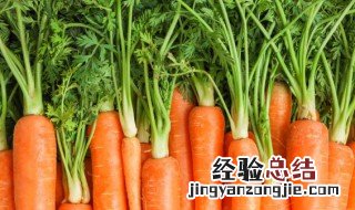 胡萝卜苗怎么做好吃? 胡萝卜苗怎么做好吃