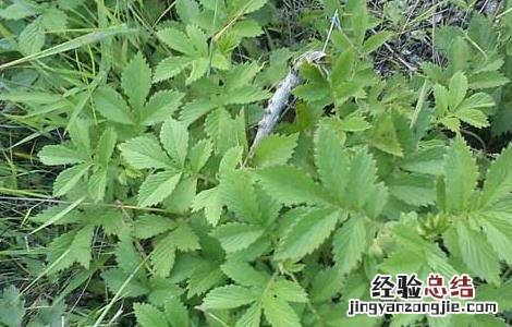 吃仙鹤草的禁忌 仙鹤草怎么吃最好