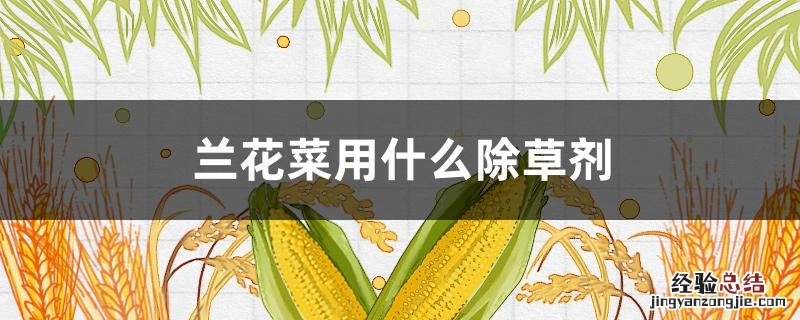 兰花草用啥除草剂 兰花菜用什么除草剂