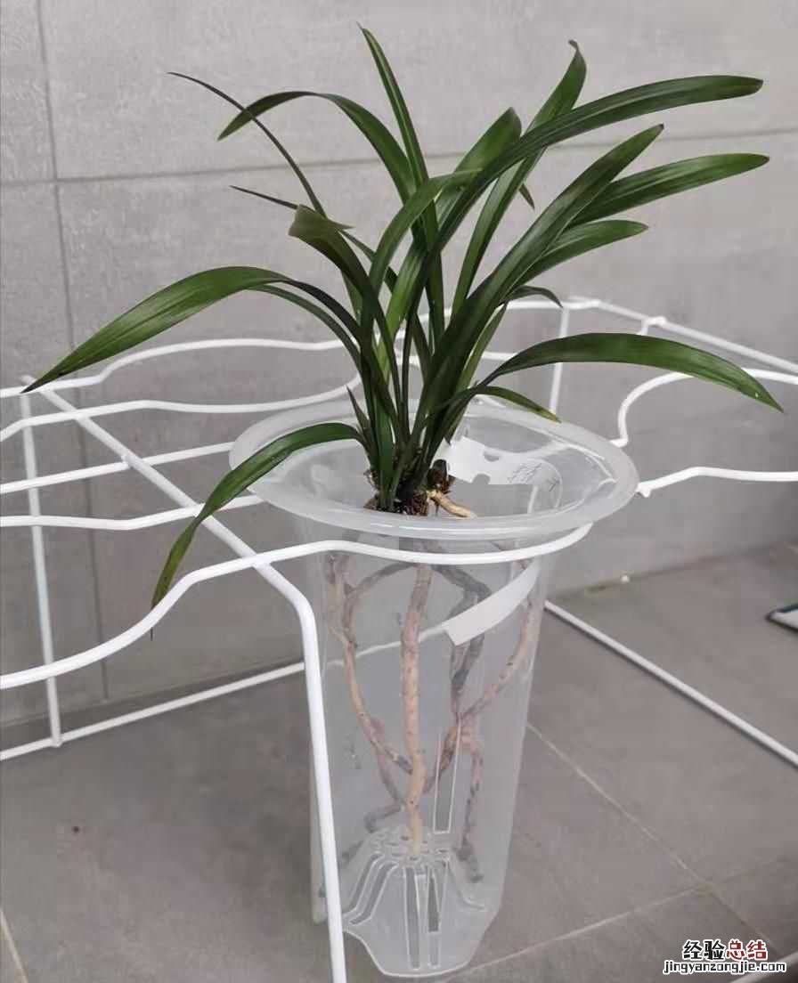 兰草种植方法视频 兰草种植方法