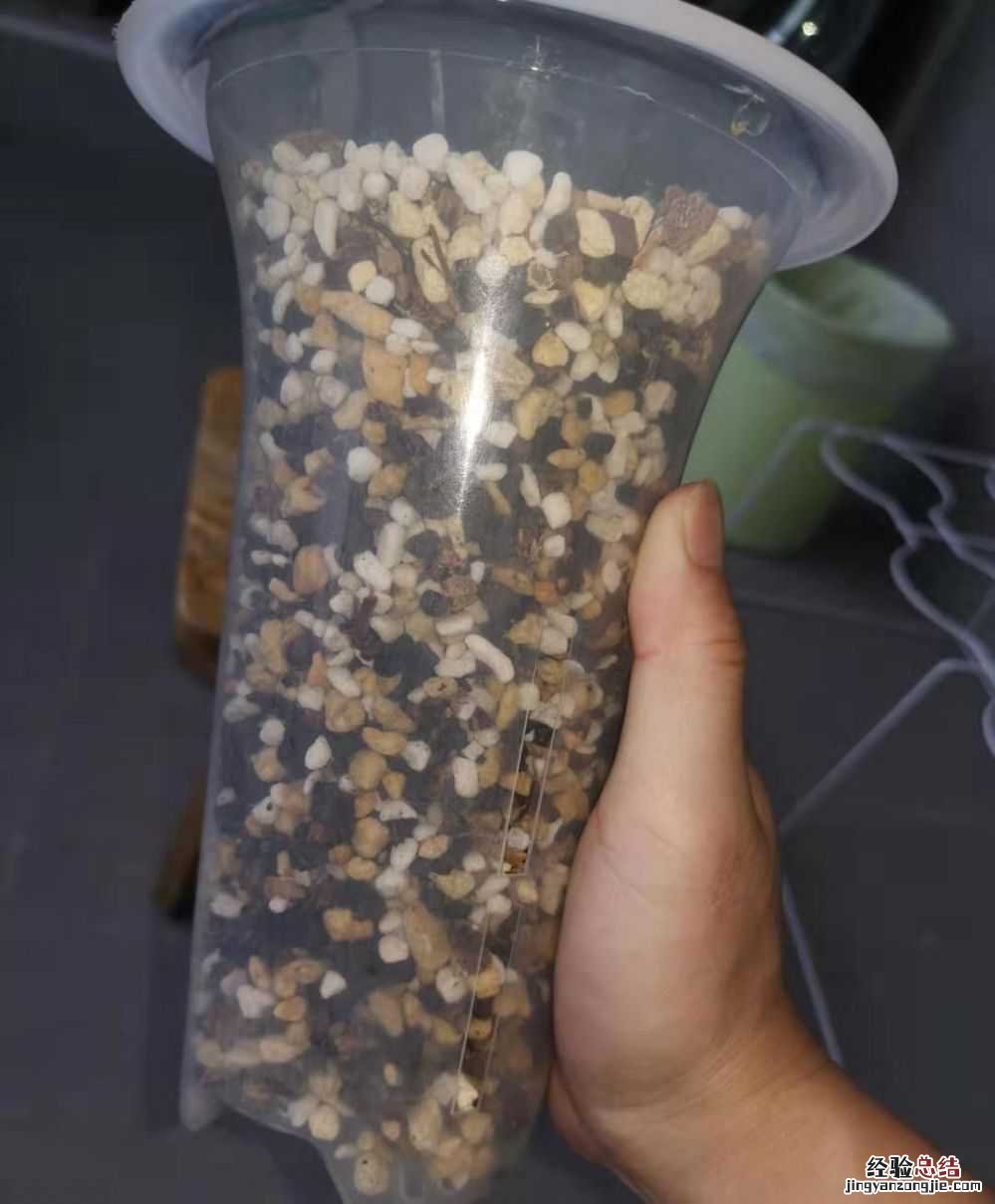 兰草种植方法视频 兰草种植方法