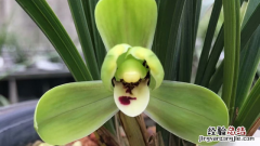 春兰开花的时间 春兰开花时间