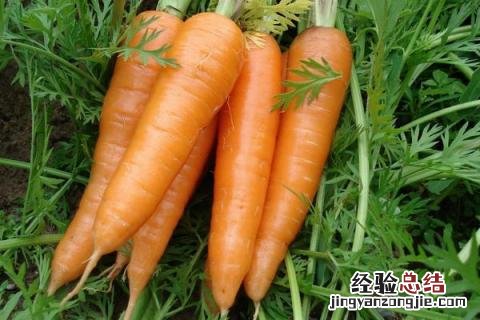 蔬菜有哪些名字 蔬菜有哪些