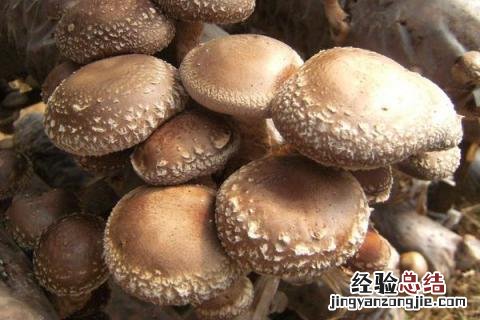 蔬菜有哪些名字 蔬菜有哪些