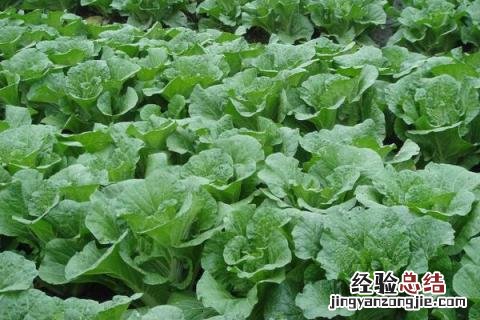 蔬菜有哪些名字 蔬菜有哪些