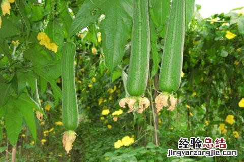 蔬菜有哪些名字 蔬菜有哪些
