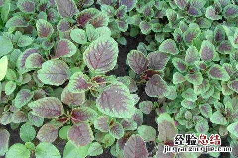 蔬菜有哪些名字 蔬菜有哪些