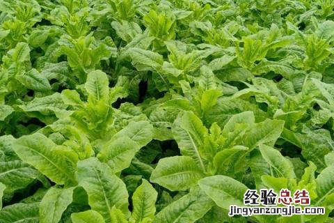 蔬菜有哪些名字 蔬菜有哪些