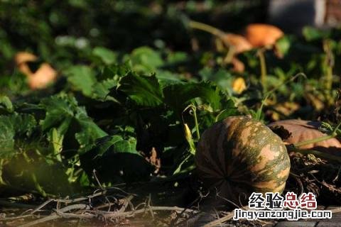 蔬菜有哪些名字 蔬菜有哪些