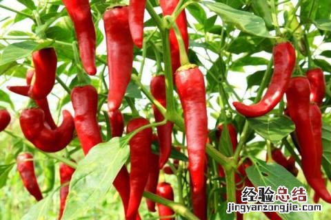 蔬菜有哪些名字 蔬菜有哪些