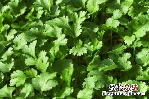 蔬菜有哪些名字 蔬菜有哪些