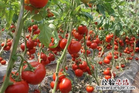 蔬菜有哪些名字 蔬菜有哪些