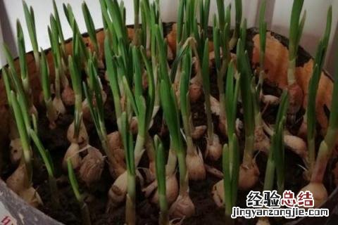 蔬菜有哪些名字 蔬菜有哪些