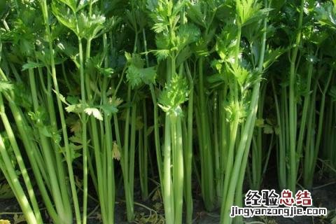 蔬菜有哪些名字 蔬菜有哪些