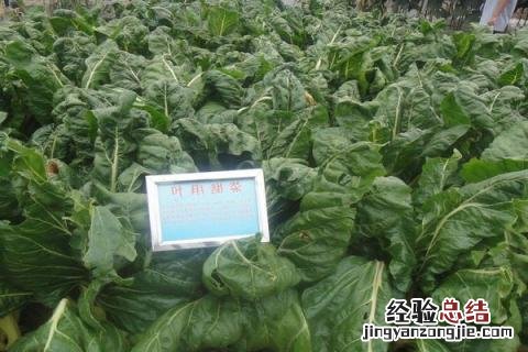 蔬菜有哪些名字 蔬菜有哪些