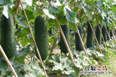蔬菜有哪些名字 蔬菜有哪些