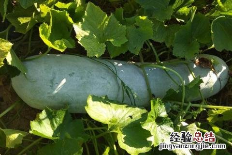 蔬菜的种类 蔬菜的种类有哪些