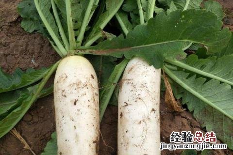 蔬菜的种类 蔬菜的种类有哪些