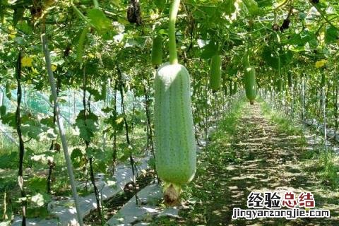 蔬菜的种类 蔬菜的种类有哪些