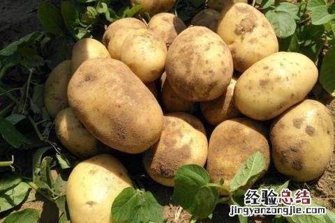 蔬菜的种类 蔬菜的种类有哪些