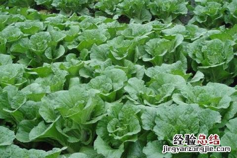 蔬菜的种类 蔬菜的种类有哪些