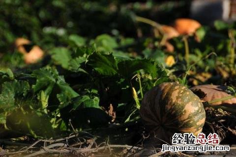 蔬菜的种类 蔬菜的种类有哪些