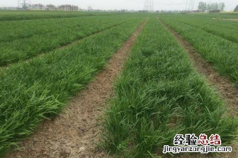 蔬菜的种类 蔬菜的种类有哪些