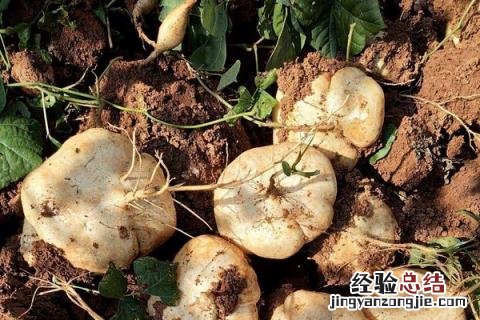 蔬菜的种类 蔬菜的种类有哪些