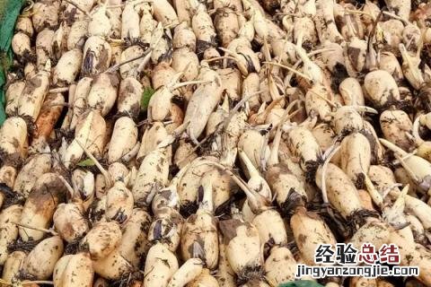 蔬菜的种类 蔬菜的种类有哪些