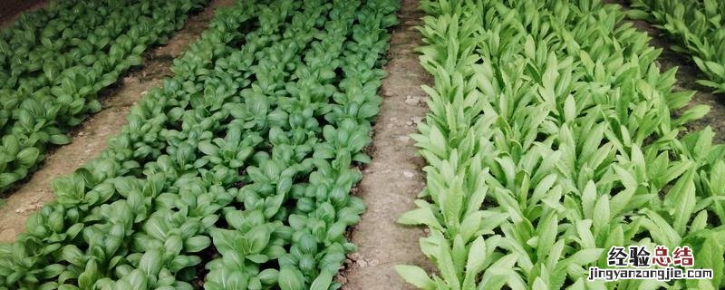 常见蔬菜按科分有哪些科 蔬菜按科分类