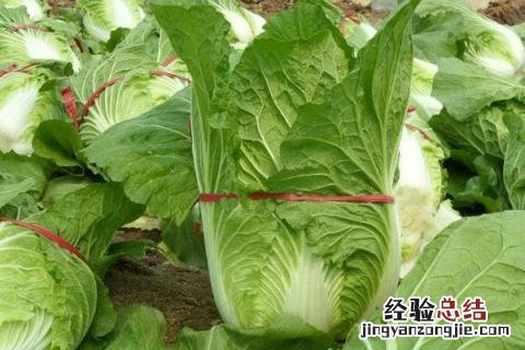 蔬菜园里有什么 蔬菜园里有什么菜