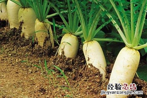 蔬菜园里有什么 蔬菜园里有什么菜